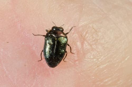 Réf. 286 302 : Trachys sp.